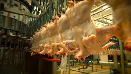 最新:英国最大超市禽肉供货商突然关闭一工厂!中国作出回应